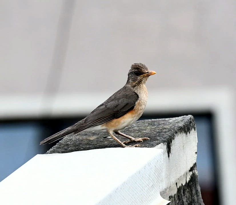 The African Thrush (Turdus pelios) is an adaptable bird, equally at home in forests, parks and subur...