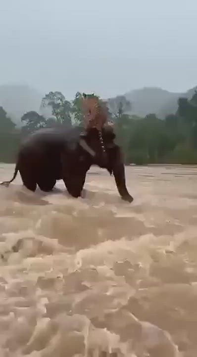 While we are turning on each other, Elephant turned Uber to save Tiger's life in the middle of a rag...