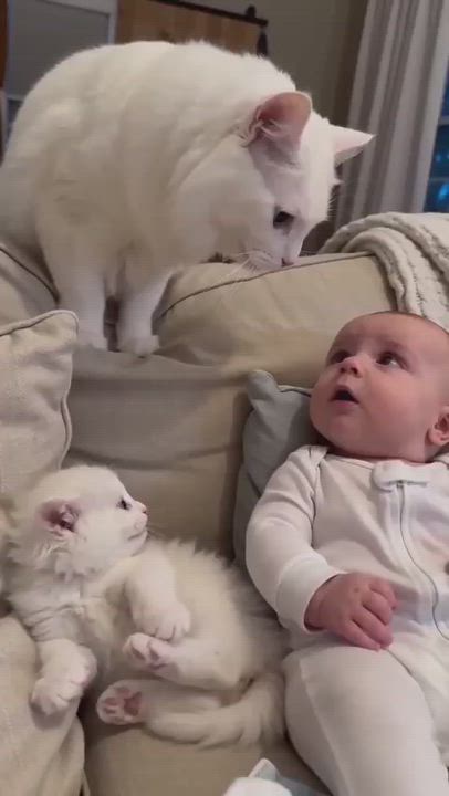 Perfect viral energy, proof that even tiny humans and kittens unite against bedtime, starring dramat...