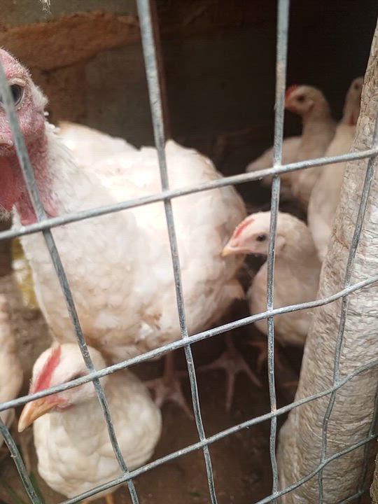 turkey or Nigeria president chose