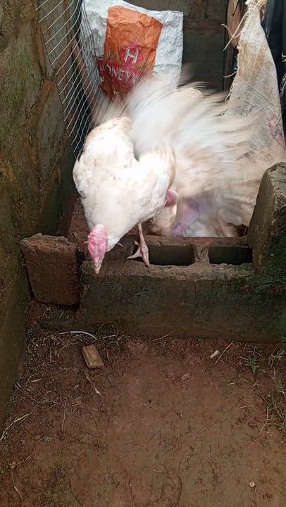 guys am trying for my chicken nd turkey they're enjoying