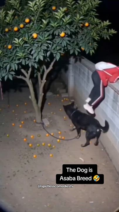 Which Country is this Dog From #