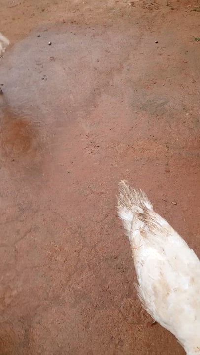 even animals are hungry in this country