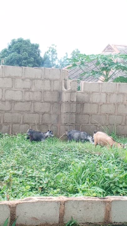 all my animals are hustling for food