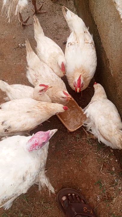 imagine no water for my chicken, water is life see rushing
