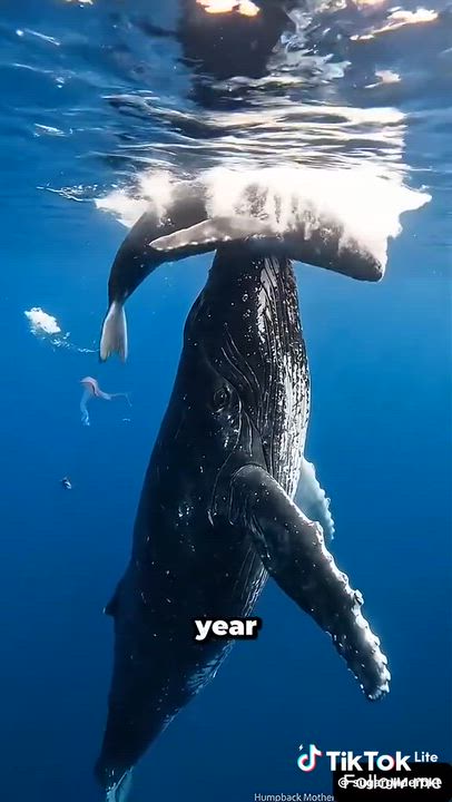 whales 🐳🐳🐳