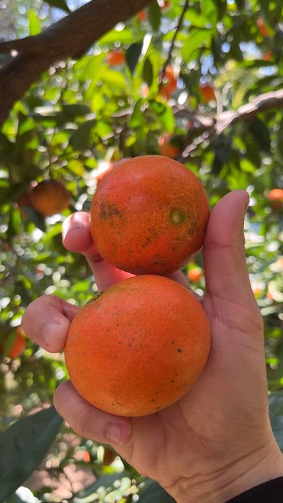 A healthy harvest. 🍊
#LekeeLekee