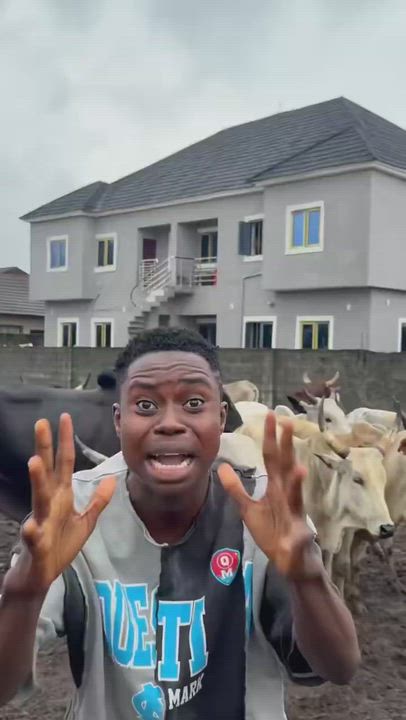 TikToker Peller shows 12 cows prepared for his upcoming wedding