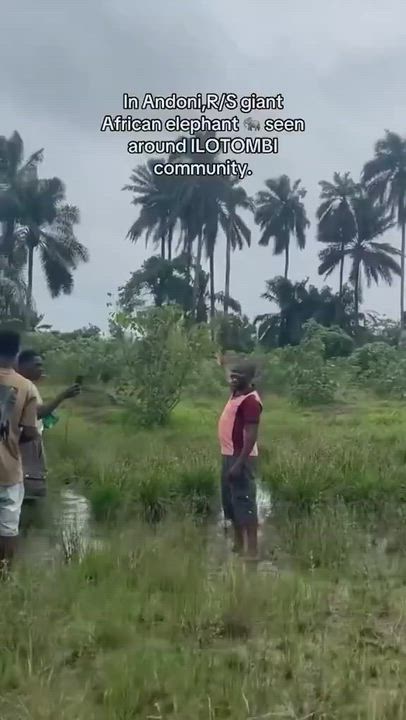 Another adult elephant has been spotted in a village in Rivers State