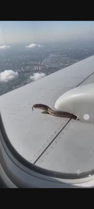 Imagine looking out your window during a flight and seeing a snake crawling on the wing 😲😲
What Wo...