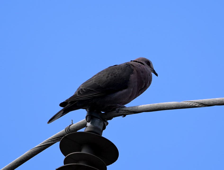 The Red-eyed Dove’s (Streptopelia semitorquata) crimson iris and gentle, mournful call make it one o...