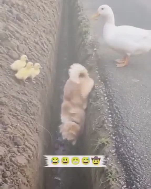 A 30-second lesson in leadership and collaboration.

1. The problem: 3 ducklings stranded by a ditch...
