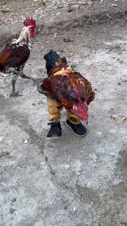 The poor chicken.

What do you think.