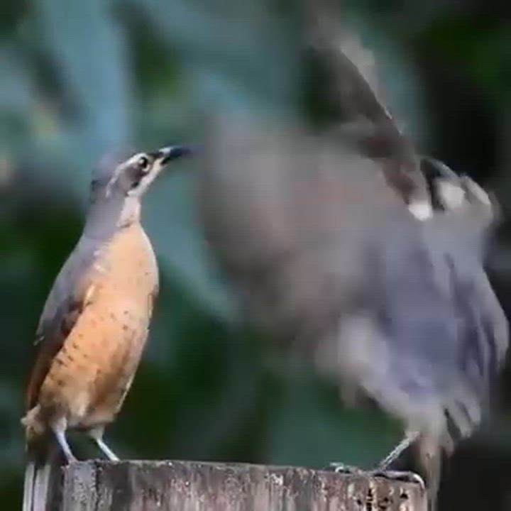 Even male birds do all they can to put smile on their partners face. Don't just impress a woman with...