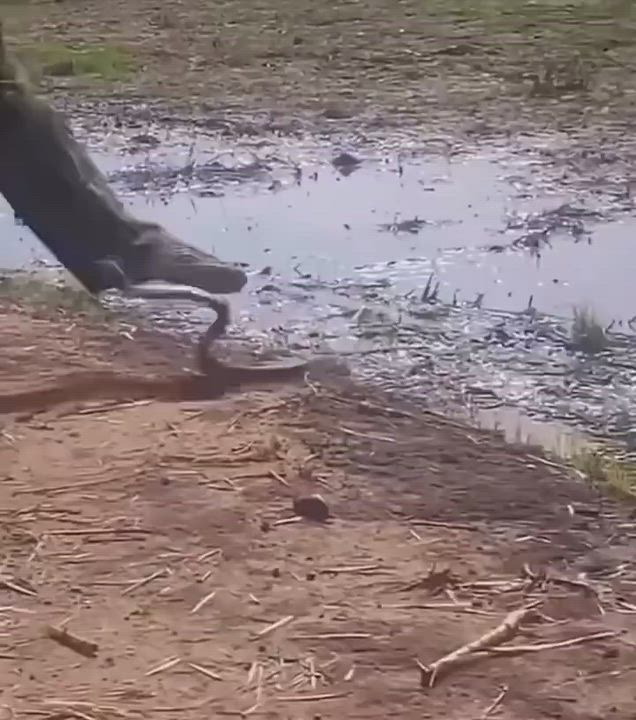 This is the real snake in the monkey shadow 🤣🤣🤣

Would you have had that courage?