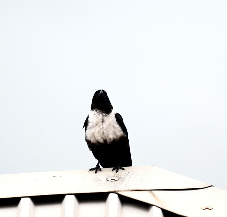 Highly intelligent and endlessly adaptable, Pied Crows (Corvus albus) are opportunistic feeders, eat...