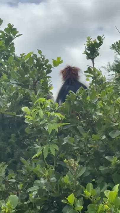 Can you guess where this was filmed? Or name a place you've visited where monkeys roam freely like t...