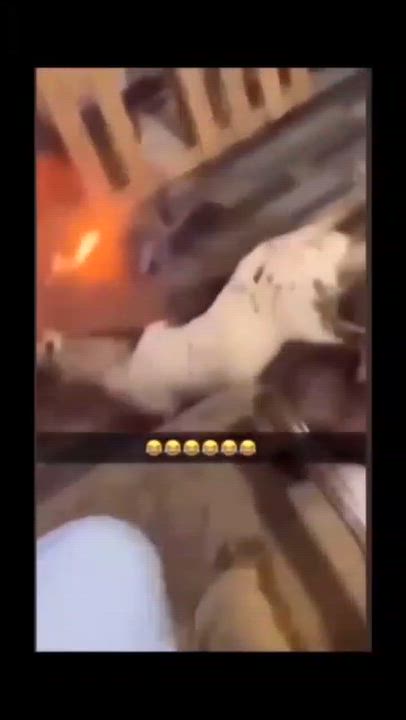 The goat is not happy