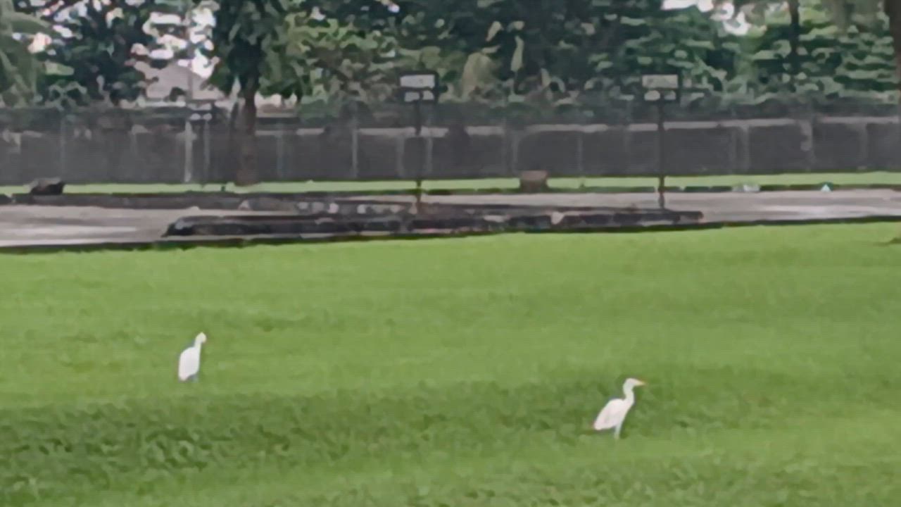 "I saw a LekeeLekee Birds on my morning walk.
The excitement was out of this world,
so I decided to...