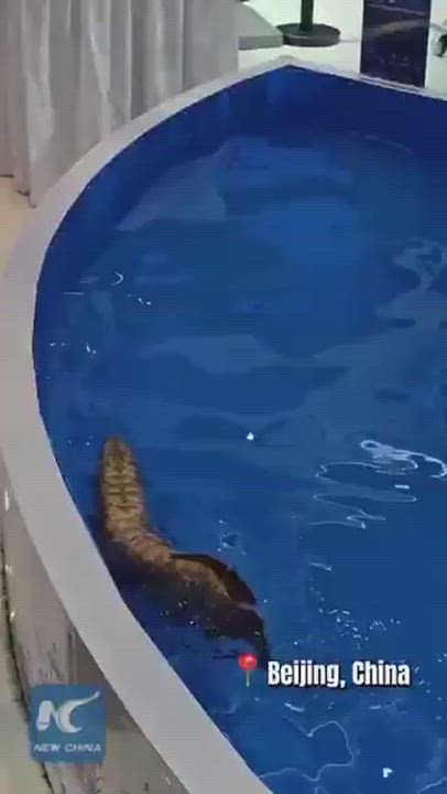 JUST IN: 🇨🇳 China unveils autonomous robotic fish for underwater surveillance.