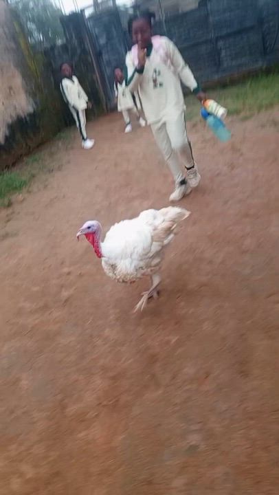 #LekeeLekee #Trending #Viral #LekeeLekeeFamily happy animal dancing