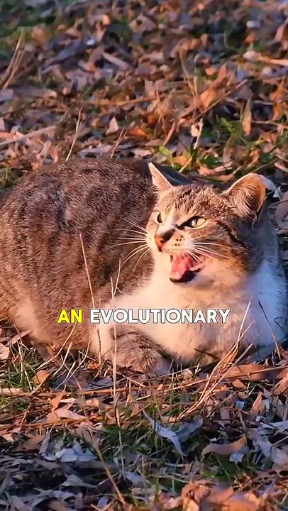 Your cat’s meow isn’t random noise 
it’s a retained kitten call that adult cats almost never use wit...