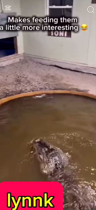 Abeg, is this bravery or tempting fate? 😳🐊 I no fit try am o! What if he had tripped and fallen?...