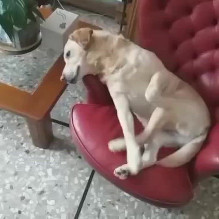 My dog is mad at me. It doesn’t greet me properly as usual when I come back from work. The reason is...