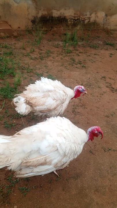 my turkey is hungry ooo