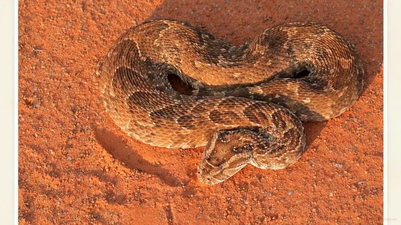 Everyone knows Puffy the Puff Adder. 🐍

He’s the most puffed up fellow on the Serengeti plains. Rel...