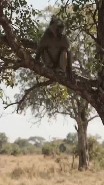 The Baboon Had One Nasty Surprise for the Hyenas.

Six spotted hyenas thought they had found the per...