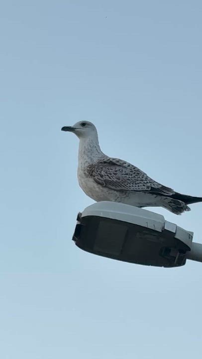 Who knows this bird?